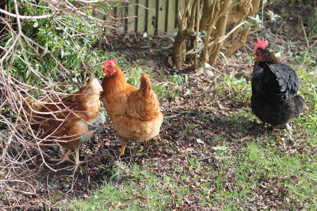 Keeping hens: a taste of the good life // High Living Barnet