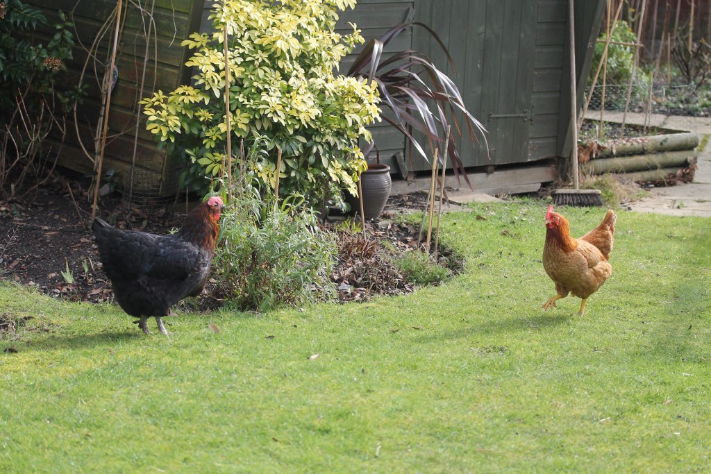 Keeping hens: a taste of the good life // High Living Barnet